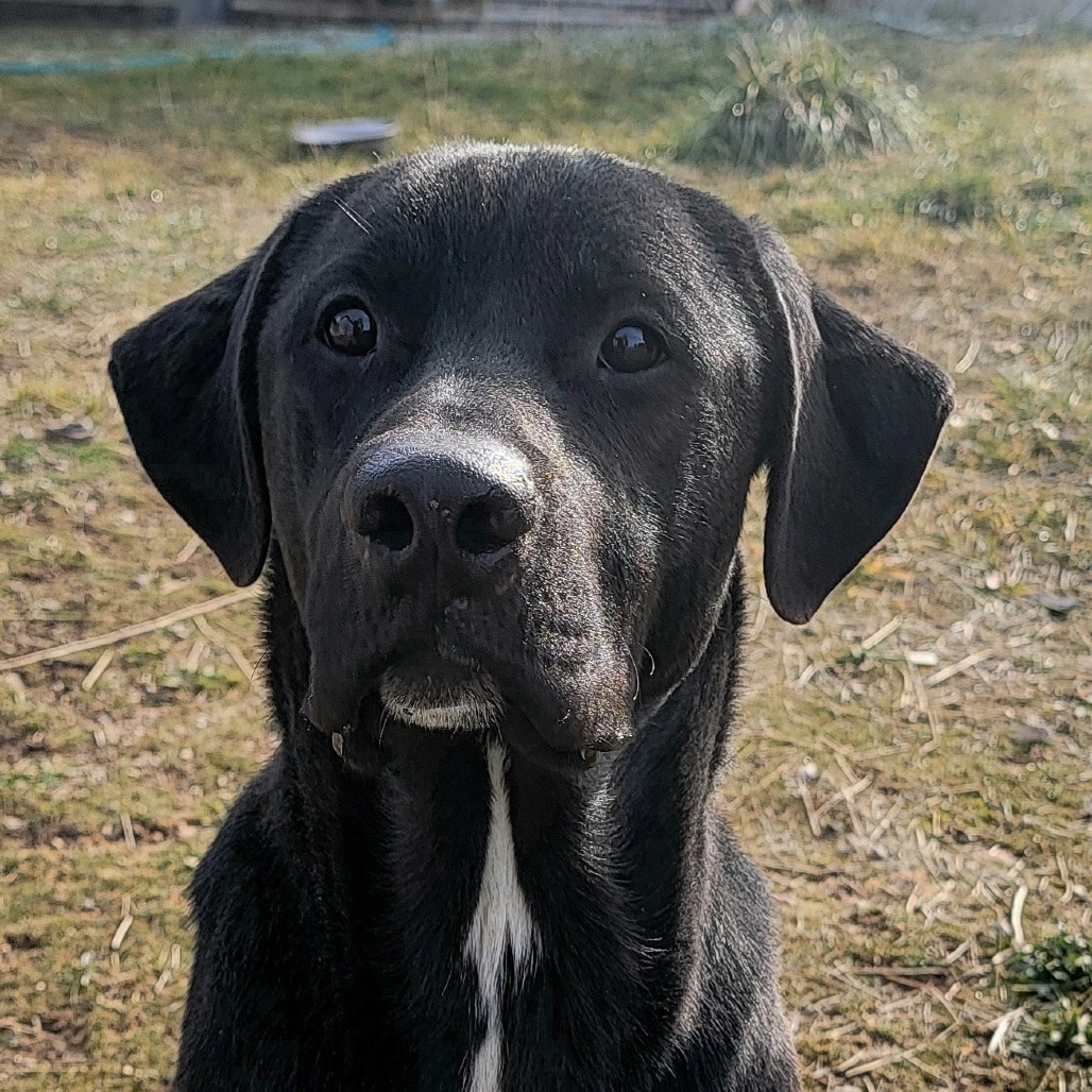 Boyo, an adoptable Black Labrador Retriever, Mixed Breed in Mount Shasta, CA, 96067 | Photo Image 4