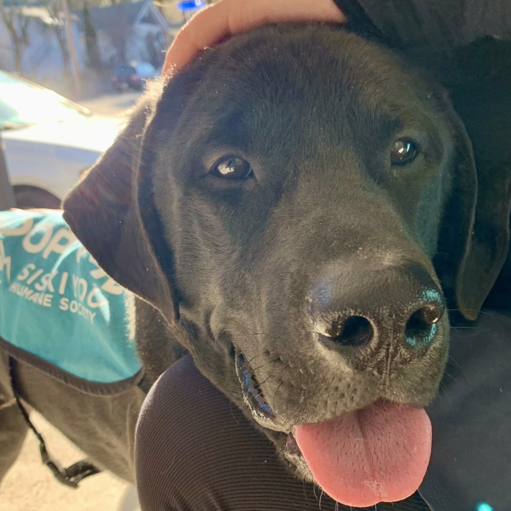Boyo, an adoptable Black Labrador Retriever, Mixed Breed in Mount Shasta, CA, 96067 | Photo Image 5