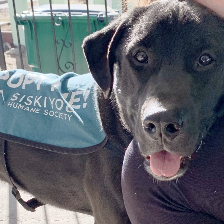 Boyo, an adoptable Black Labrador Retriever, Mixed Breed in Mount Shasta, CA, 96067 | Photo Image 6
