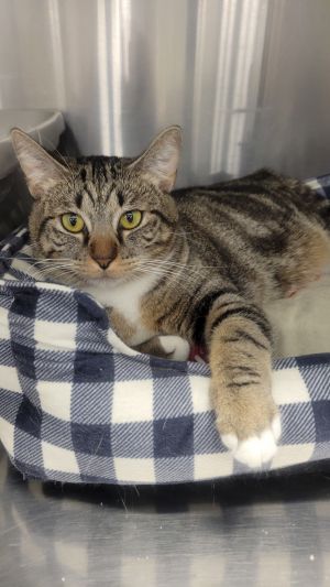 Cleo Domestic Short Hair Cat