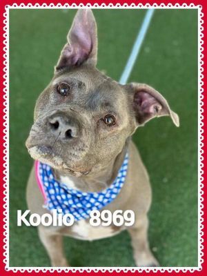 Primary Color Grey Secondary Color White Weight 68lbs Age 6yrs 2mths 1wks Animal has been Neuter