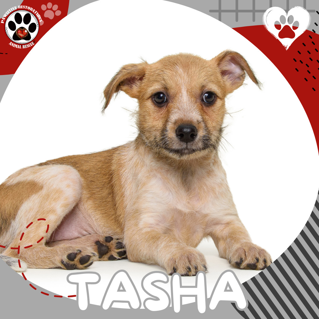TASHA