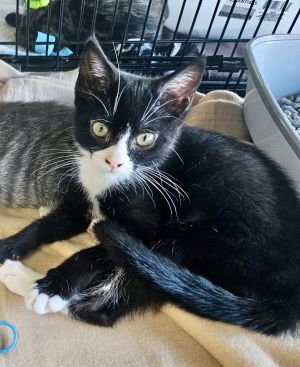 Kaboodle, Baby Female Domestic Short Hair