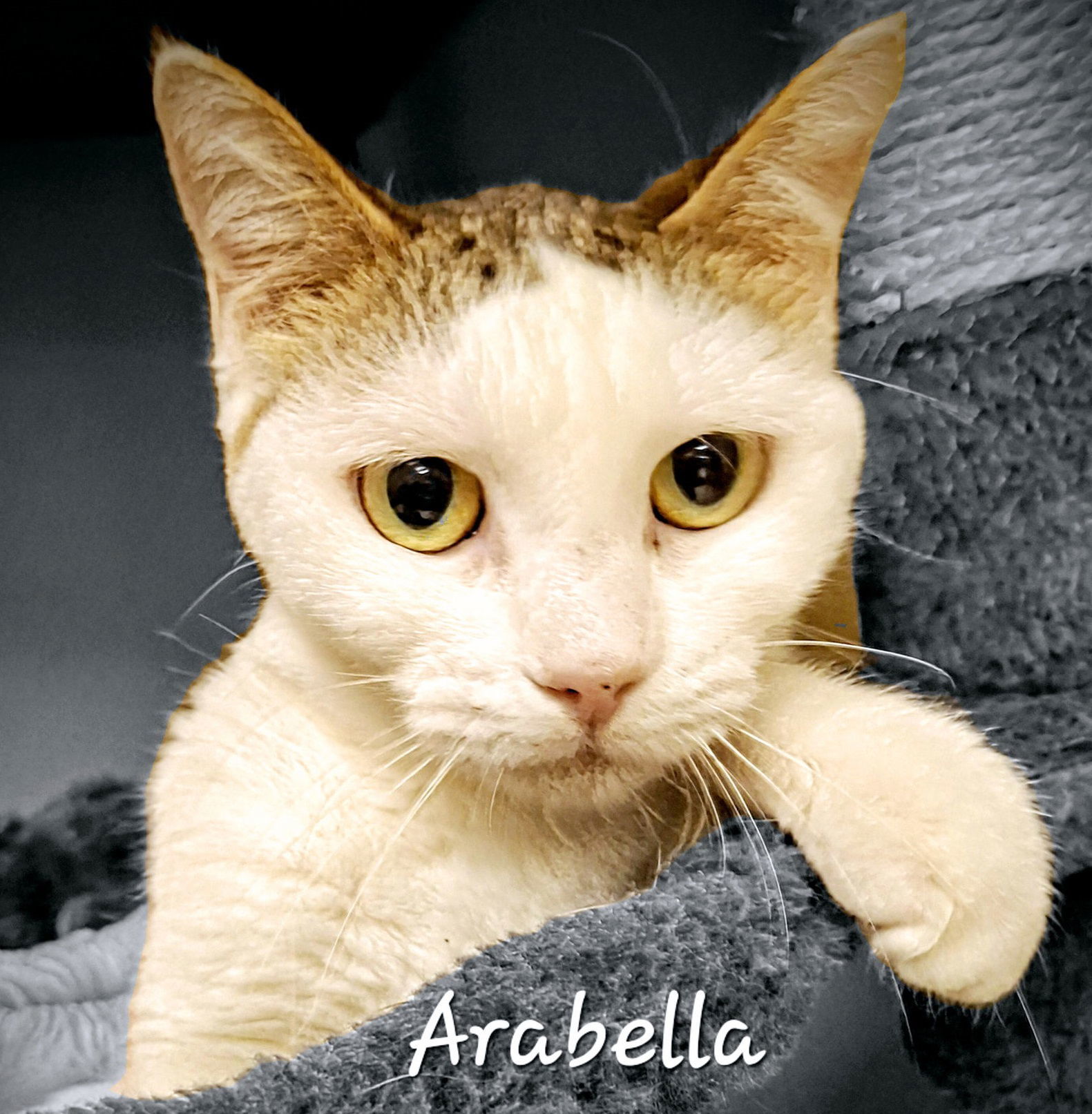 Arabella #green-eye-beauty