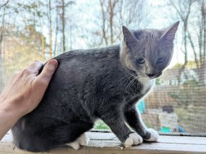 Blossom, Baby Female Domestic Short Hair