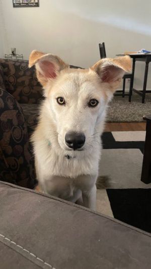DUE TO COVID ADOPTIONS ARE CANCELLED UNTIL FURTHER NOTICE MEET AND GREETS AVAILABLE Adoptions are 