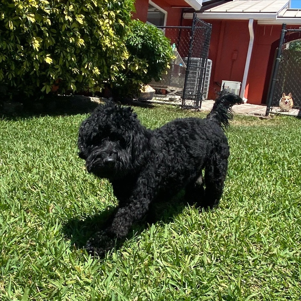 Teddy