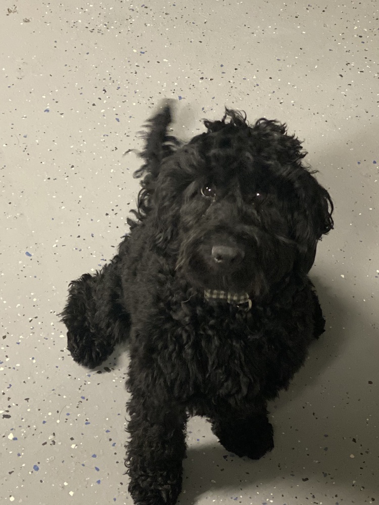 Teddy