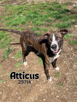 Meet Atticus a fun-loving high-energy pup whos always ready for adventure Whether its a brisk w