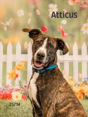 Meet Atticus a fun-loving high-energy pup whos always ready for adventure Whether its a brisk w
