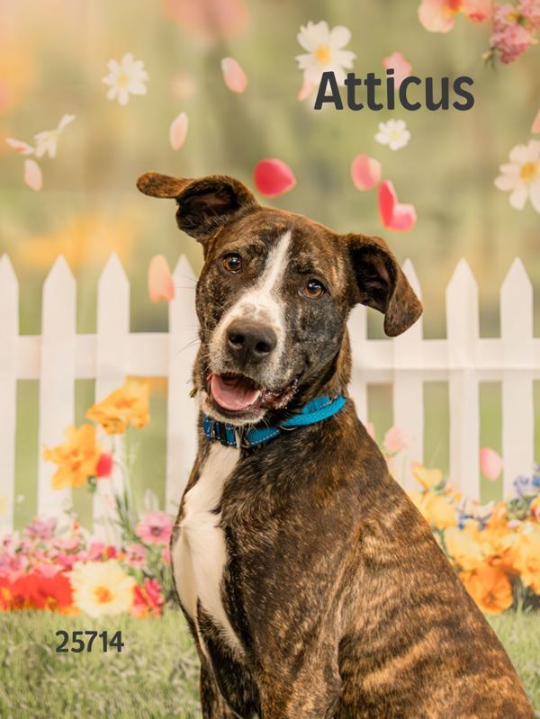 Atticus