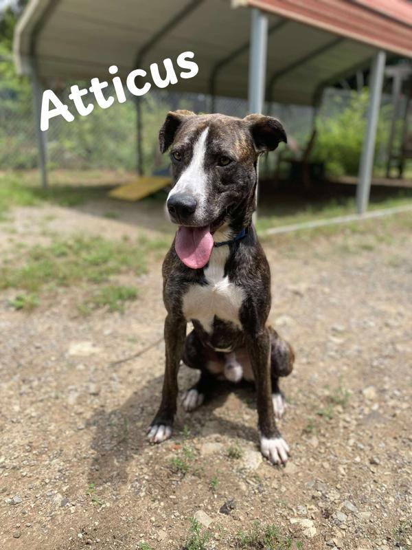 Atticus
