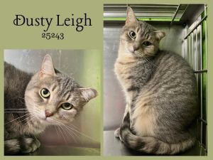 Dusty Leigh is a young female tabby rescued from the streets She is learning that soft pets from pe