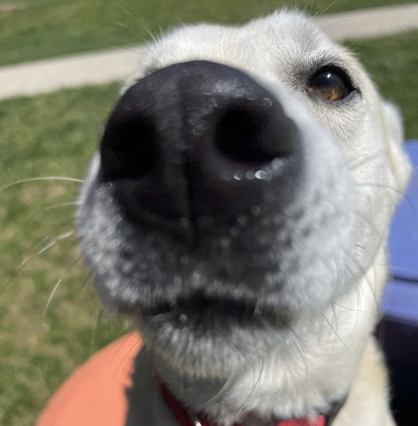 Bernie