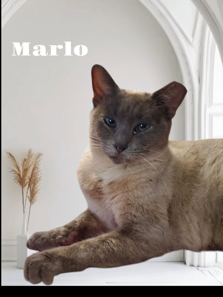 Marlo 4832