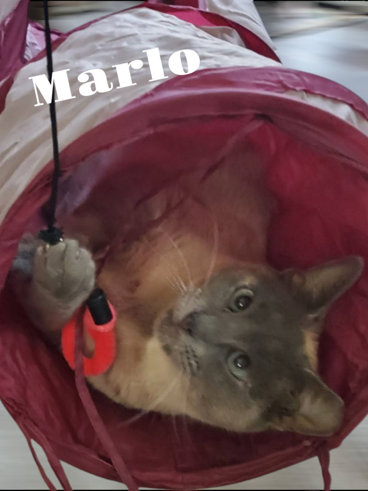 Marlo 4832