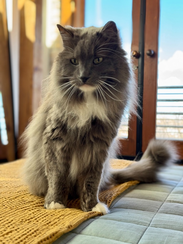 Nacho