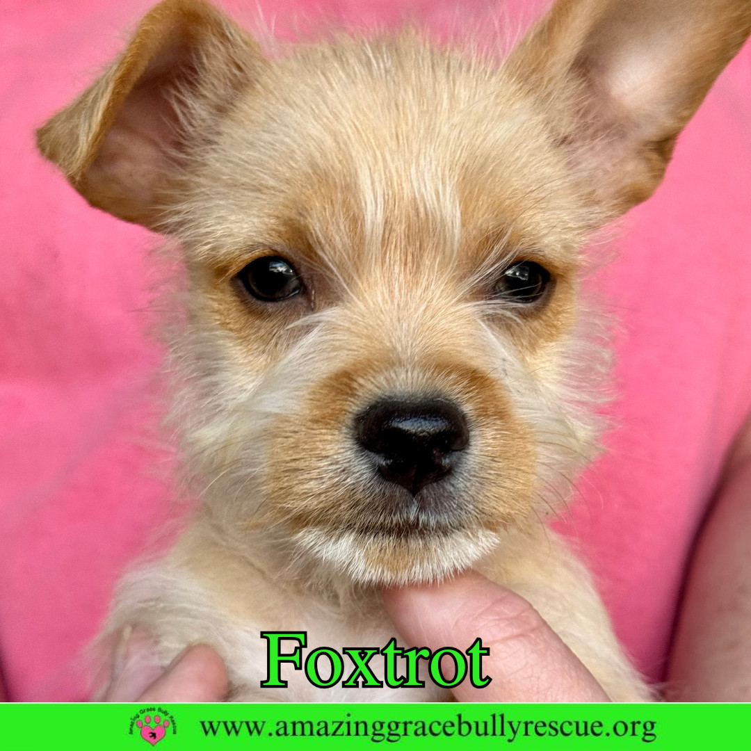Foxtrot