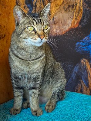 Salem Domestic Short Hair Cat