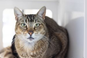 Maz Domestic Short Hair Cat