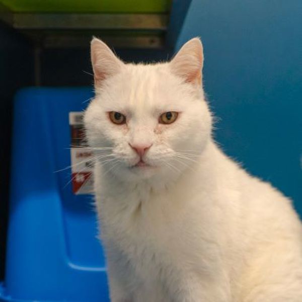 Snowball (bonded To Snowman)- 50% Off Adoption Fee