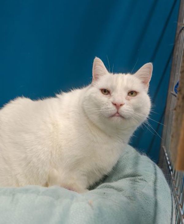 Snowball (bonded To Snowman)- 50% Off Adoption Fee