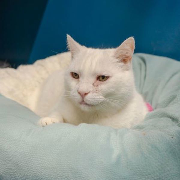 Snowball (bonded To Snowman)- 50% Off Adoption Fee