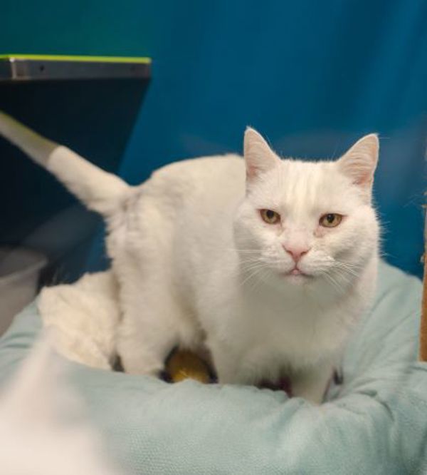 Snowball (bonded To Snowman)- 50% Off Adoption Fee