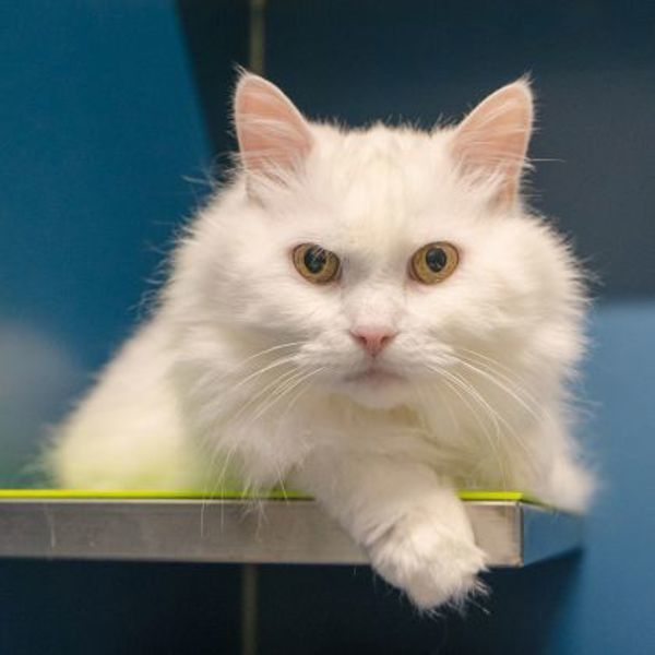 Snowman (bonded To Snowball)- 50% Off Adoption Fee