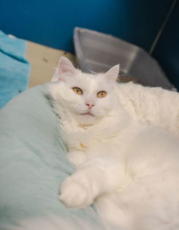Snowman (bonded To Snowball)- 50% Off Adoption Fee