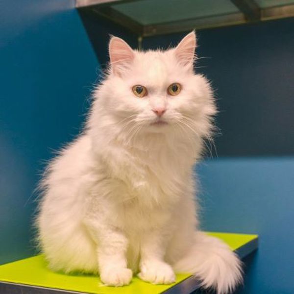 Snowman (bonded To Snowball)- 50% Off Adoption Fee