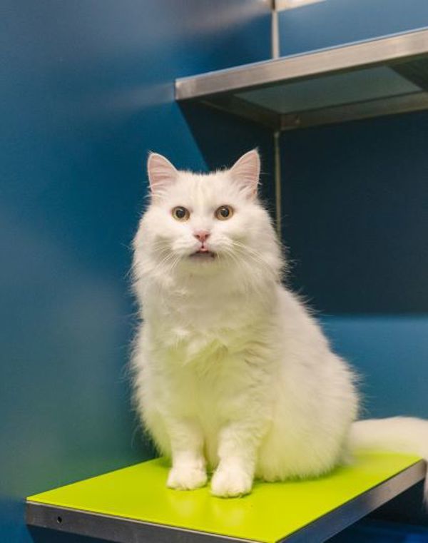 Snowman (bonded To Snowball)- 50% Off Adoption Fee