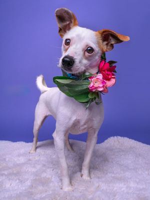 All of our dogs are spayedneutered shots current DHPP Bordetella and Rabies where applicable d