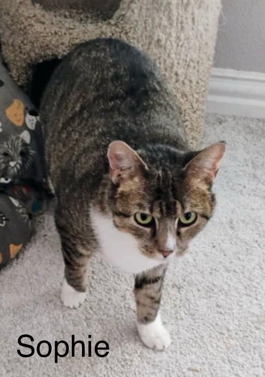 Sophie