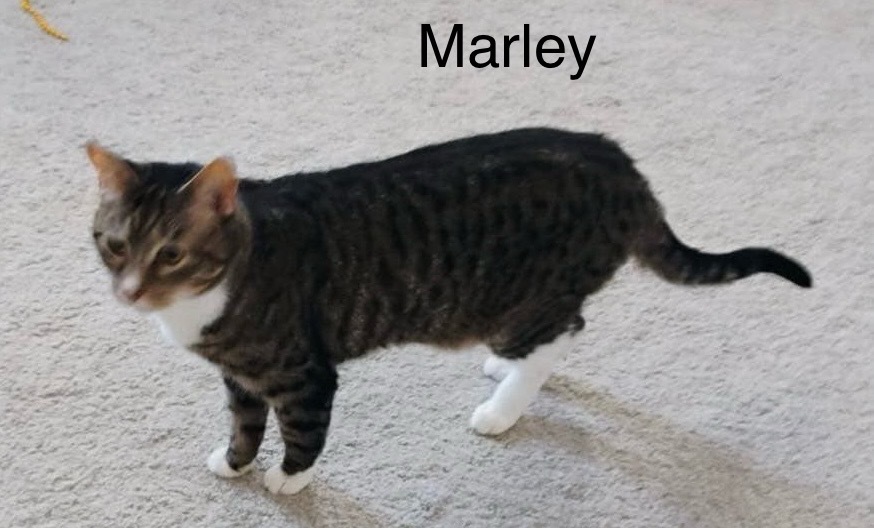 Marley
