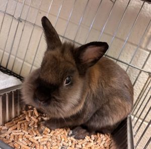 BRUCE, Adult Male Bunny Rabbit
