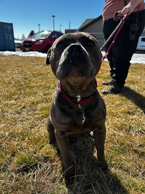 BUGGY, an adoptable Pit Bull Terrier in Ogden, UT, 84404 | Photo Image 1