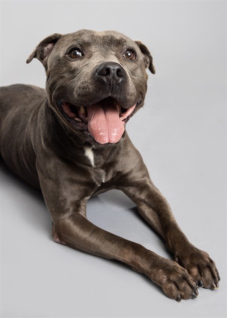 BUGGY, an adoptable Pit Bull Terrier in Ogden, UT, 84404 | Photo Image 1