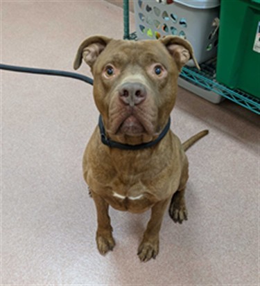 PORK CHOP, an adoptable Staffordshire Bull Terrier in Ogden, UT, 84404 | Photo Image 1