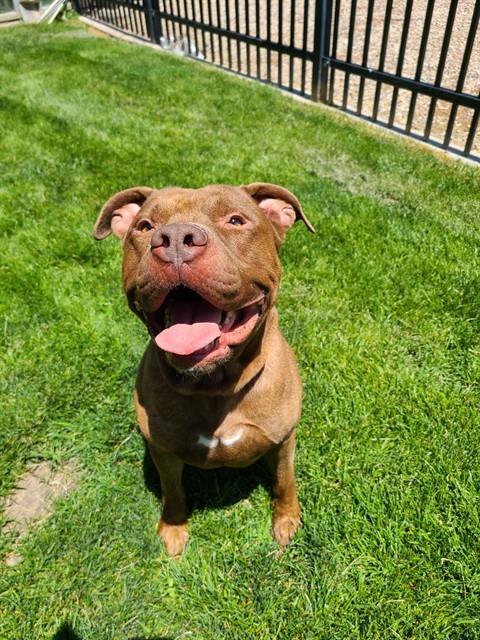 PORK CHOP, an adoptable Staffordshire Bull Terrier in Ogden, UT, 84404 | Photo Image 1