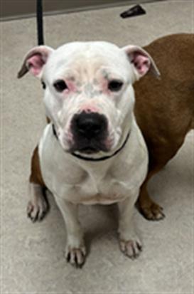 JLO, an adoptable Pit Bull Terrier in Saginaw, MI, 48602 | Photo Image 1