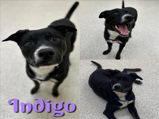 INDIGO