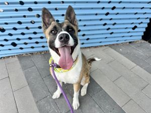 MIA
