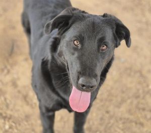 CHAPO, Young Male unknown