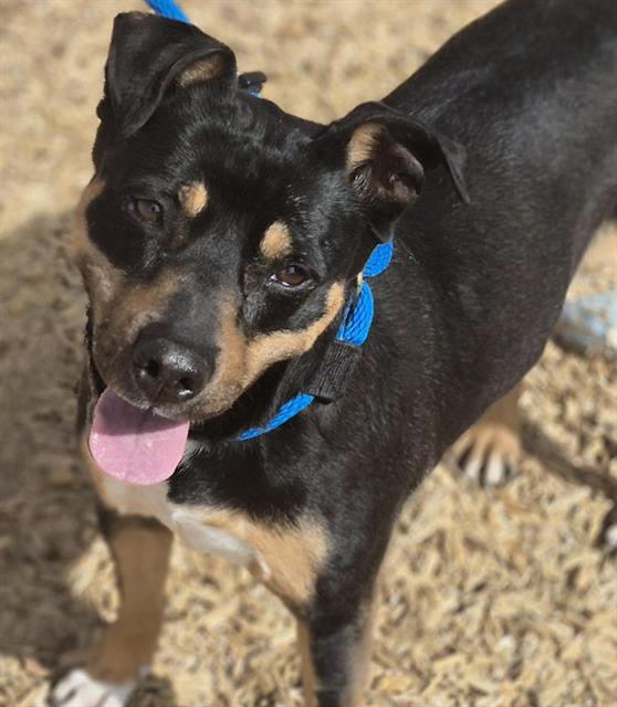 TINKERBELL, an adoptable Beauceron, Rottweiler in Albuquerque, NM, 87121 | Photo Image 1