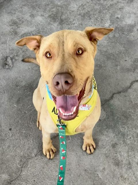 SCOOBY