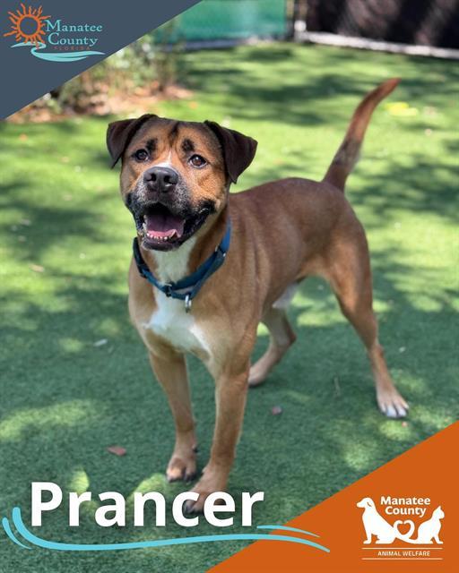 PRANCER 1