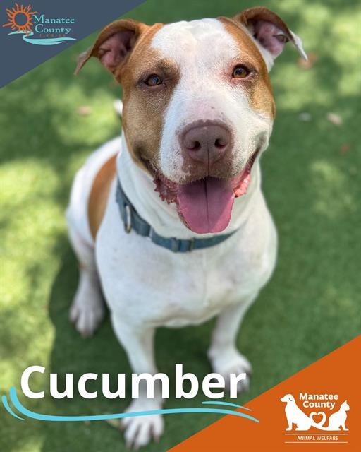 CUCUMBER 1