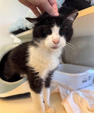 LUVS HORSES, Senior Male Domestic Short Hair