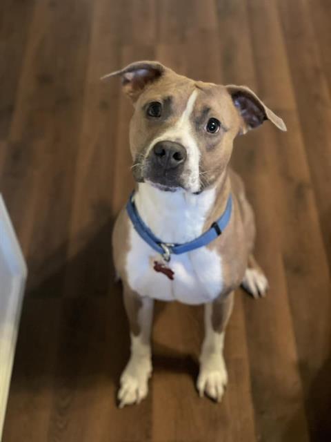 NOVA